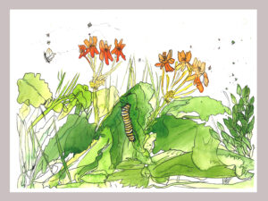 monarch